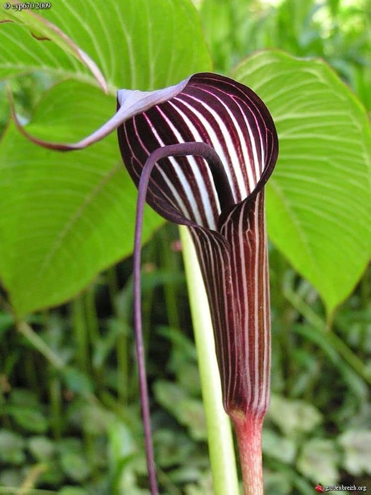 Arisarum Vulgare Seeds for Planting