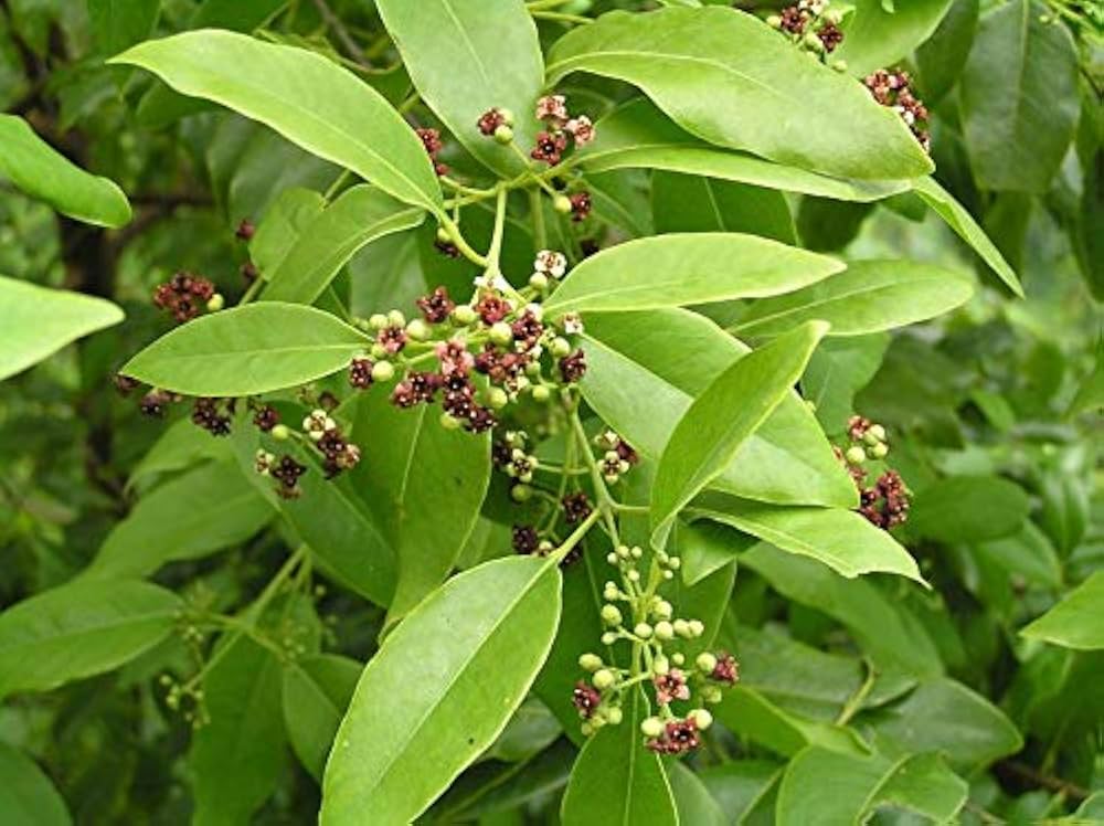 Santalum Tree Seeds Planting Guide