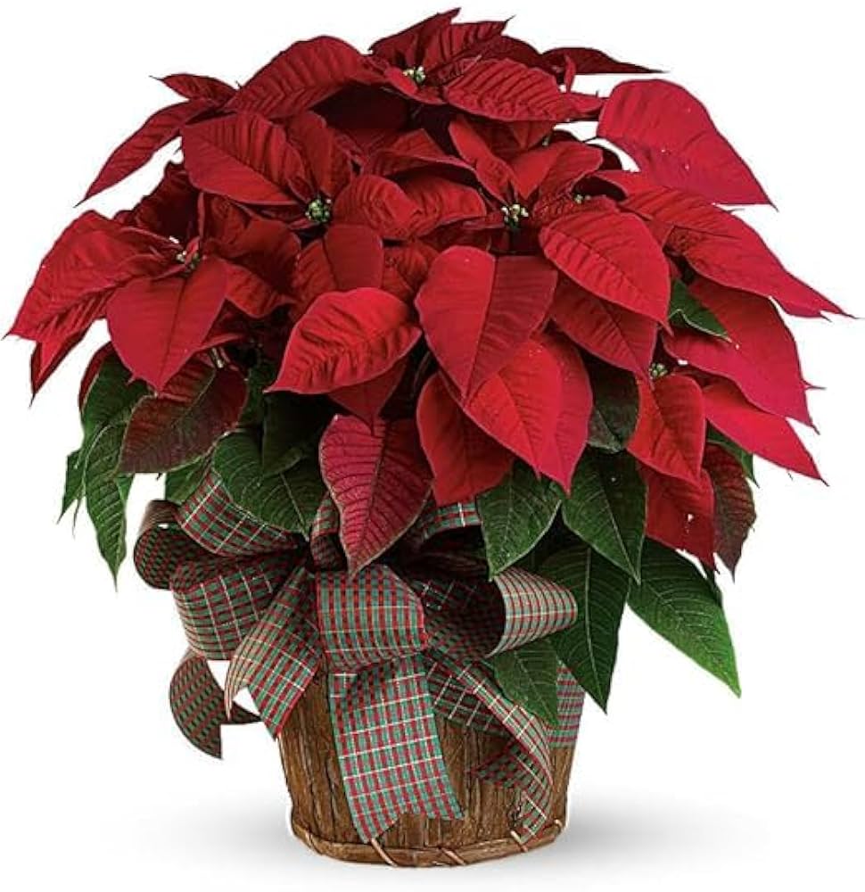 Euphorbia Pulcherrima Seeds for Planting Euphorbia Pulcherrima flower bed patio display