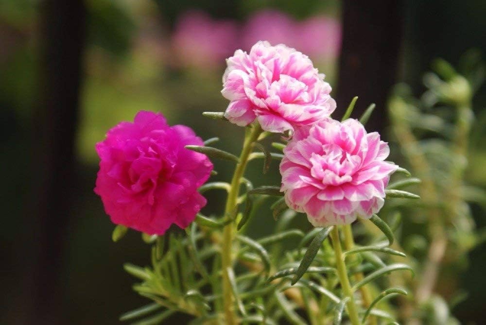 Red Portulaca Flower seeds for Planting - Cottage Garden Essential, Heirloom & GMO Free Seeds for Home Garden