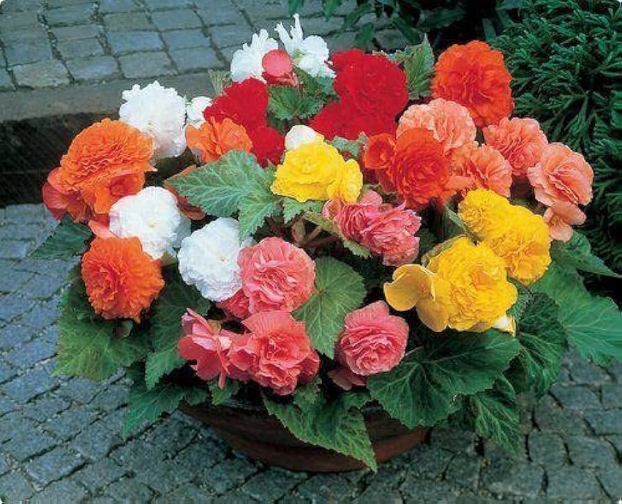 Begonia Mix Seeds for Planting Begonia spp for window boxes and shaded flower beds