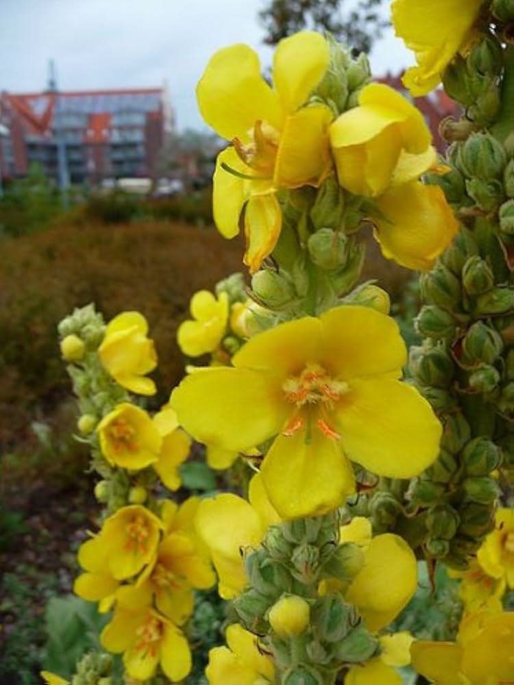 Verbascum Densiflorum Mullein Flower Seeds (Flowerssamen von Verbascum Densiflorum)
