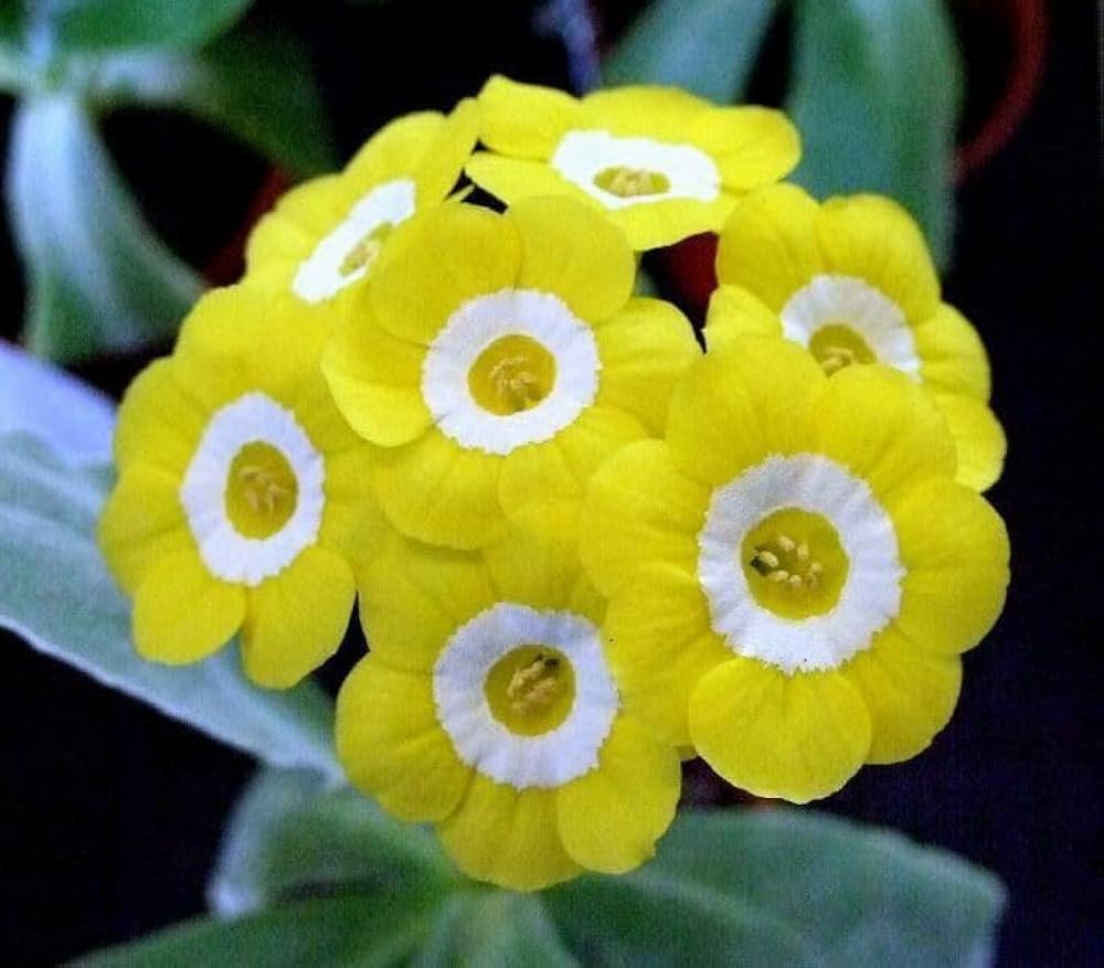 Yellow Primula Auricula Flower seeds for Planting - Pollinator Friendly, Heirloom & GMO Free Seeds for Home Garden
 
 Sale seeds for planting in home garden