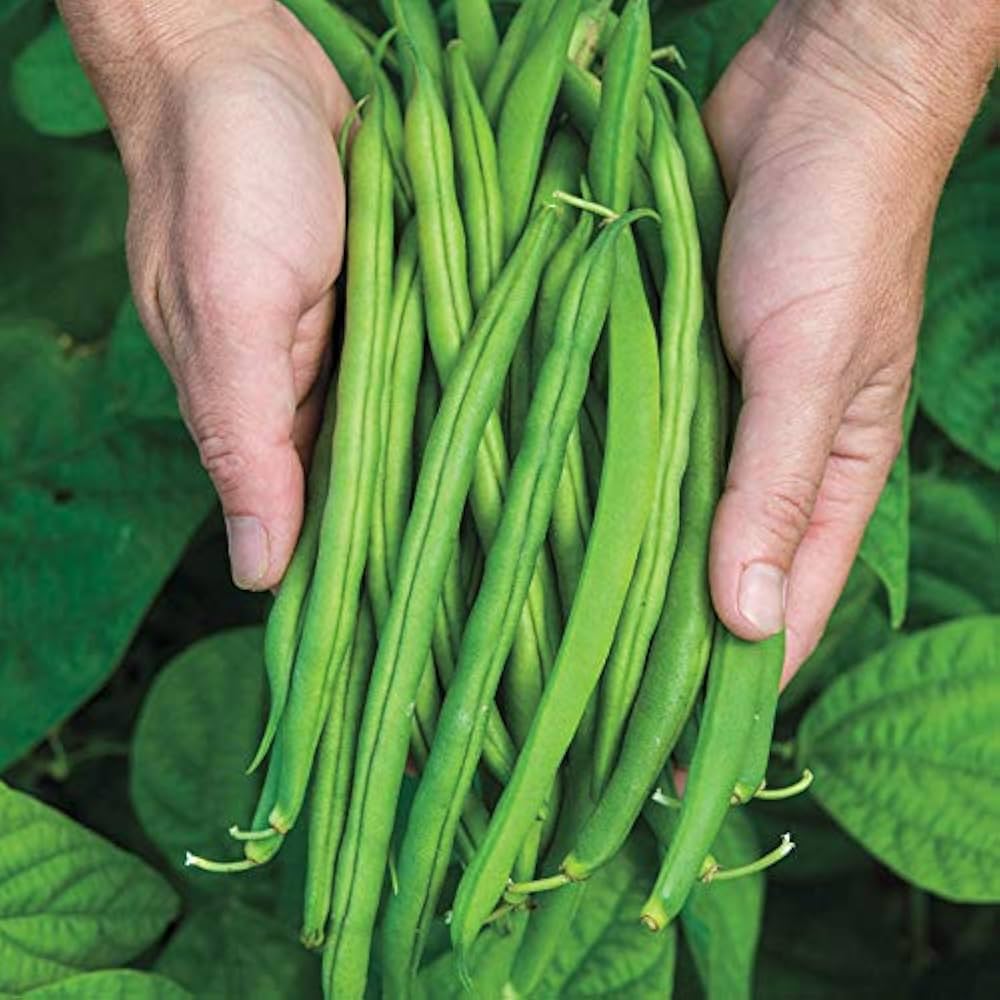 Pole Bean Phaseolus vulgaris Seeds for Planting in Vegetable Patch