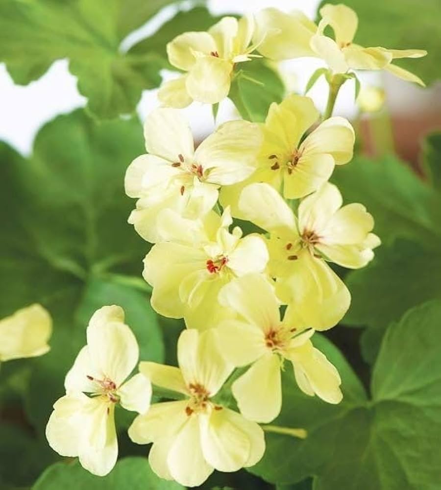 Light Yellow Geraniums Flower seeds for Planting - Compact Growth, Heirloom & GMO Free Seeds for Home Garden
