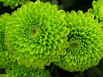 Green and White Chrysanthemum Flower Seeds for Planting