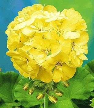 Blue Yellow Daffodil Flower Seeds for Planting Bright Blooms Heirloom & GMO Free Seeds for Home Garden
 
 Sale for planting in home garden