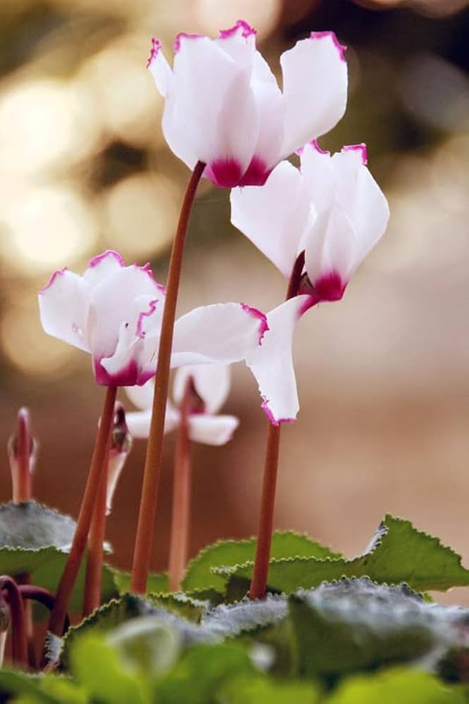 Lavender Cyclamen Flower seeds for Planting - Fragrant Blossoms, Heirloom & GMO Free Seeds for Home Garden