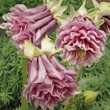 Pink Petticoat Flower seeds for Planting - Vibrant Colors, Heirloom & GMO Free Seeds for Home Garden
 
 Sale seeds for planting in home garden