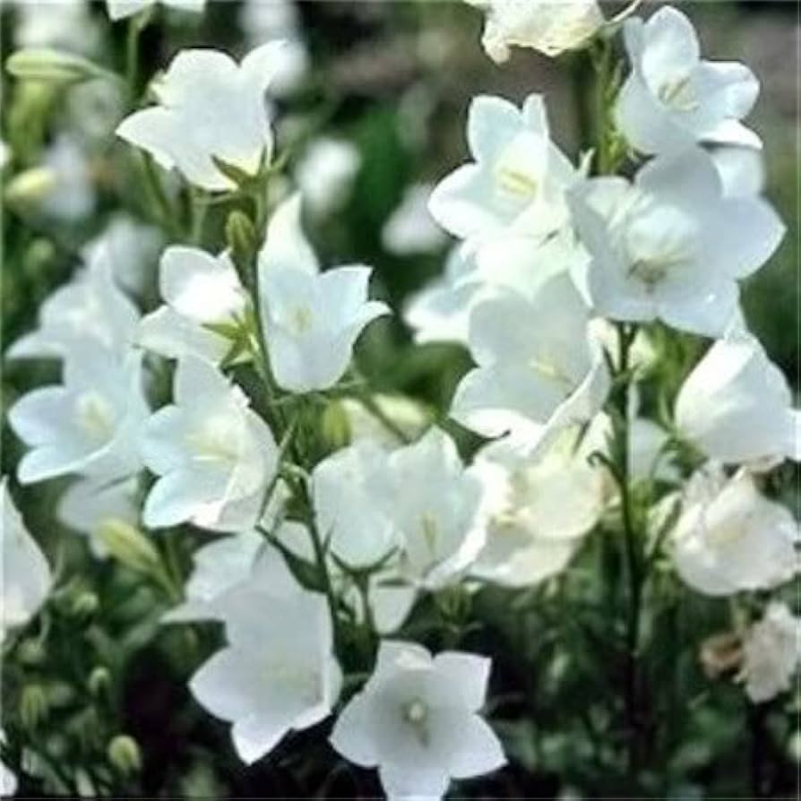 White Peach Bellflower Seeds Campanula persicifolia for Planting in Shade Garden and Flower Border
