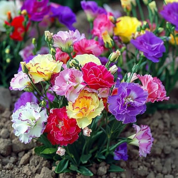 Mixed Lisianthus Flower seeds for Planting - Pollinator Friendly, Heirloom & GMO Free Seeds for Home Garden