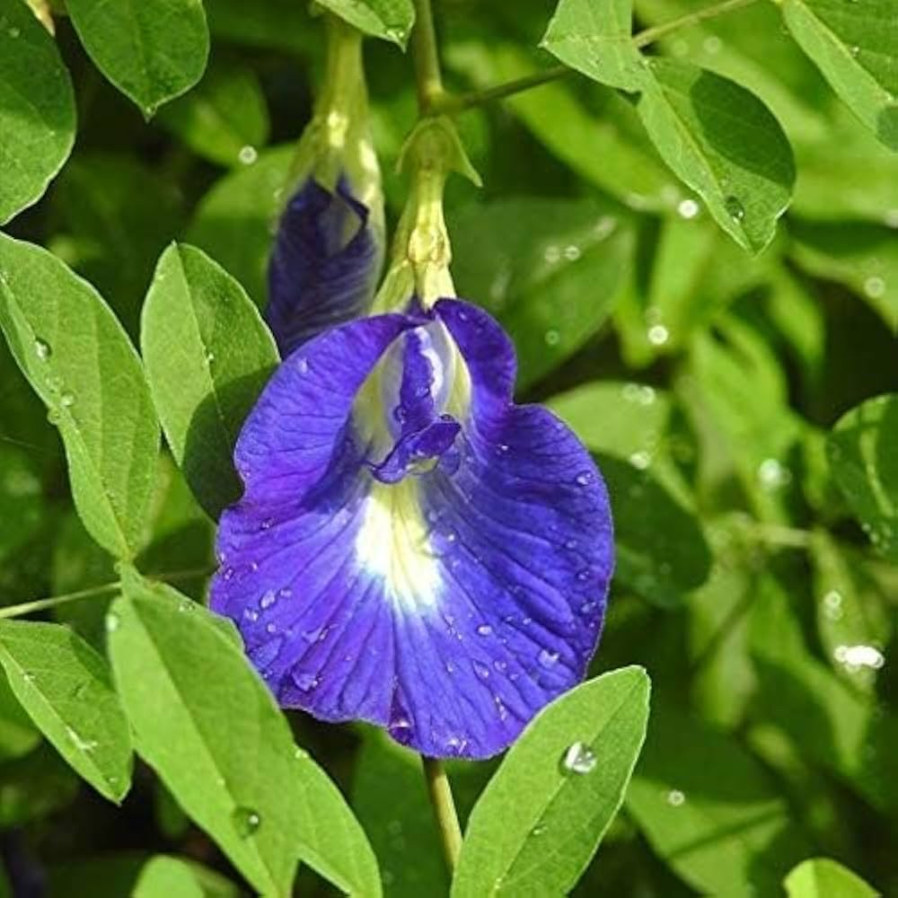 Purple Butterfly Bush Buddleja davidii Seeds for Planting - Great for Flower Bed & Urban Garden