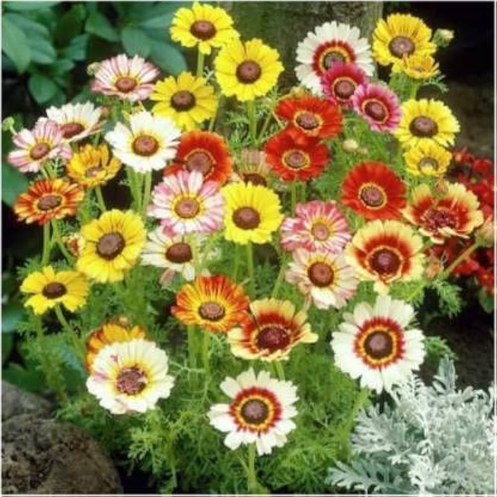 White Chrysanthemum Carinatum Flower seeds for Planting - Fragrant Blossoms, Heirloom & GMO Free Seeds for Home Garden