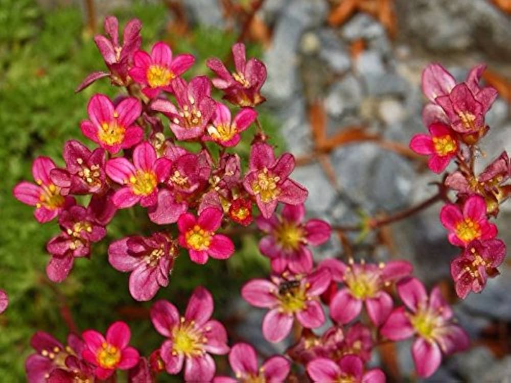 Saxifraga Highlander Rose Shades Seeds for Planting Rock Garden Borders