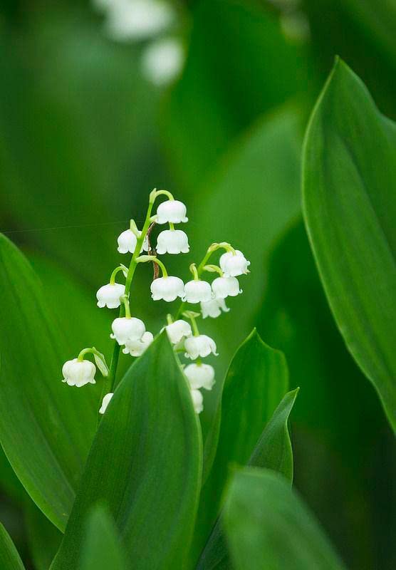 Purple Bell Orchid Flower seeds for Planting - Low Maintenance, Heirloom & GMO Free Seeds for Home Garden