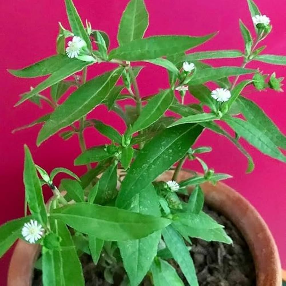 Bhringraj Eclipta alba Seeds for Planting in Herbal Garden