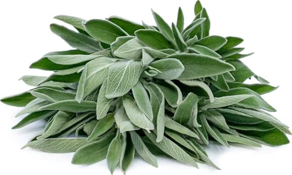 Sage Salvia Officinalis Seeds for Aromatic Herb Gardening