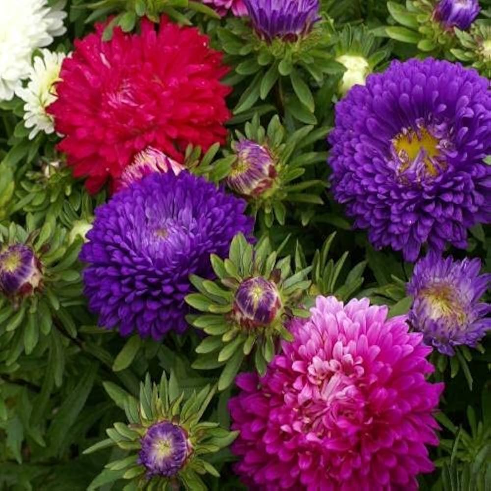 Aster Seeds for Planting flower bed home garden