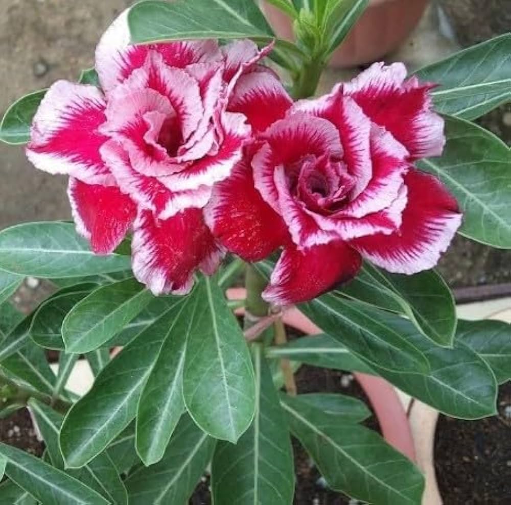 Adenium Flower seeds for Planting Easy to Grow Heirloom & GMO Free Seeds for Home Garden