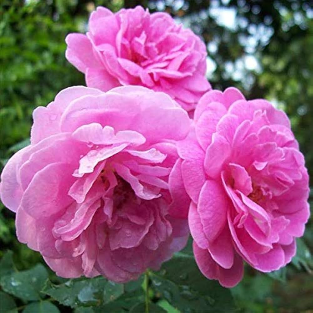 Charles de Mills Rose Seeds for Planting Rosa gallica for flower beds and heritage gardens