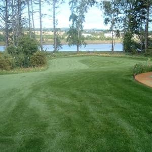 High Fescue Grass Seeds for Resilient, Low-Maintenance Grass