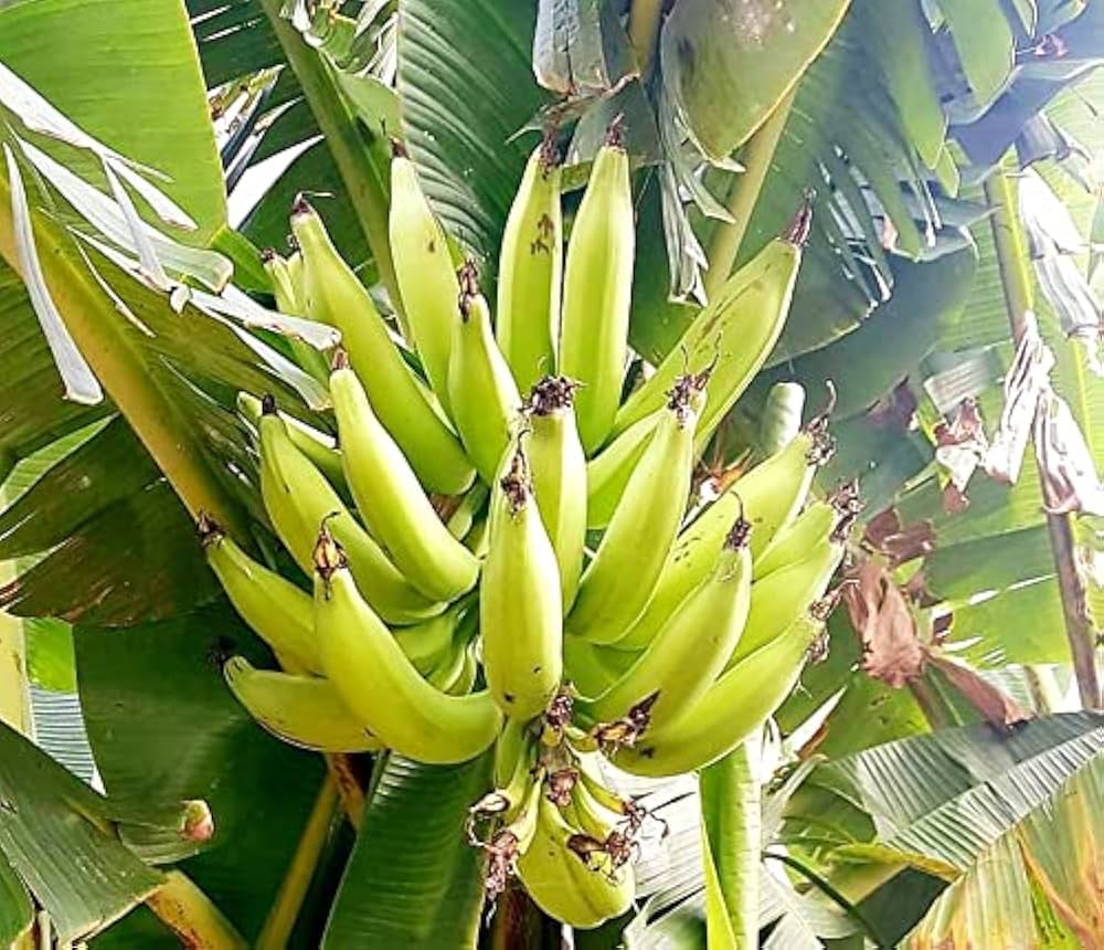 Plantain Banana Musa paradisiaca Seeds for Planting in Tropical Garden