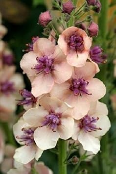 Cream Verbascum Flower seeds for Planting - Perfect for Borders, Heirloom & GMO Free Seeds for Home Garden
 
 Sale seeds for planting in home garden