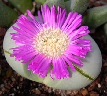 Pink Argyroderma Flower seeds for Planting - Garden Favorite, Heirloom & GMO Free Seeds for Home Garden