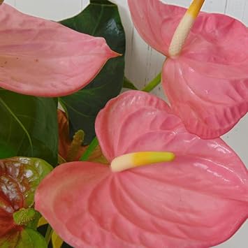 Anturio Flower seeds for Planting - Premium Quality, Heirloom & GMO Free Seeds for Home Garden
 
 Sale for planting in home garden.