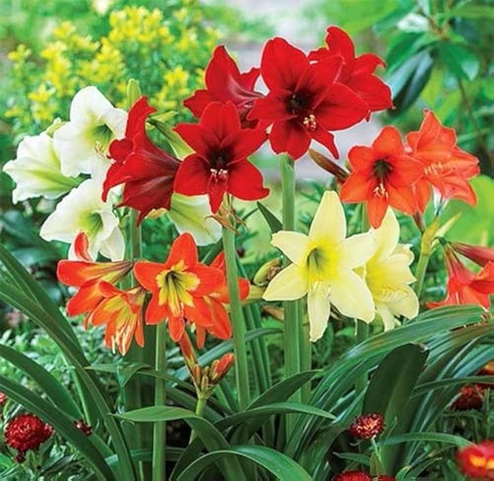 Amaryllis Hippeastrum Species Seeds for Planting - Beautiful Blooms for Flower Bed & Home Garden