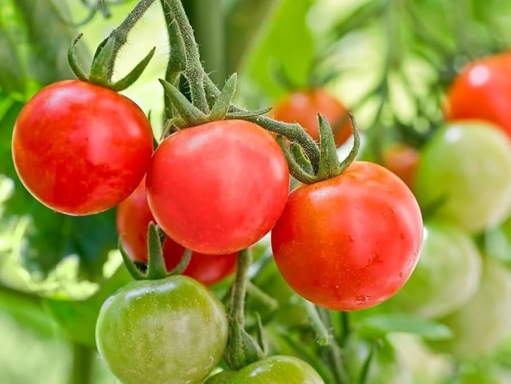 Yellow Red Tomato Vegetable Seeds for Gardening
