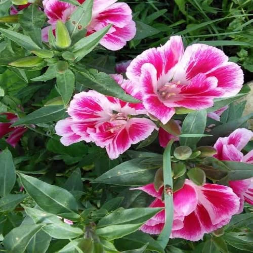 Pink Clarkia Amoena Flower seeds for Planting - Fragrant Blossoms, Heirloom & GMO Free Seeds for Home Garden
 
 Sale seeds for planting in home garden