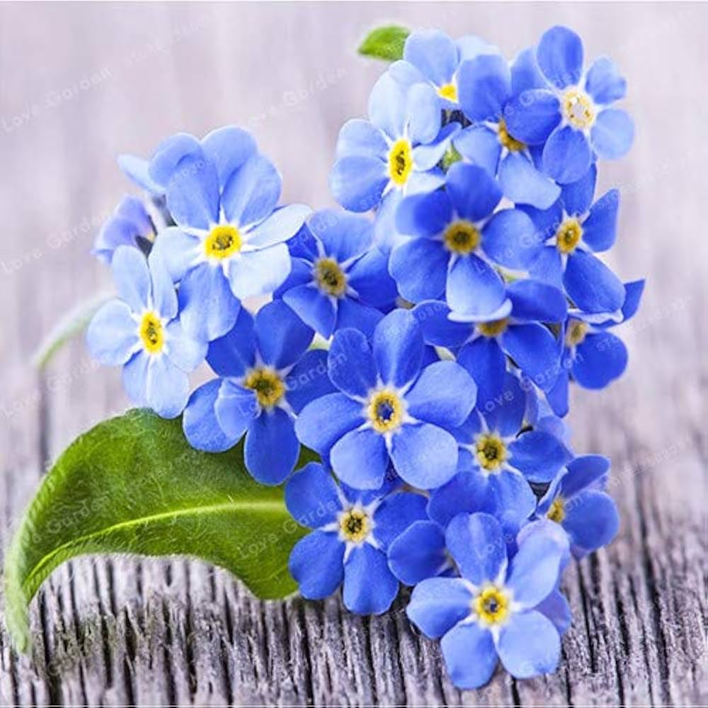 Myosotis Sylvatica Seeds for Planting Myosotis sylvatica for flower beds and woodland gardens