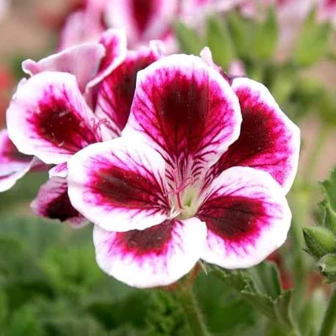 Geranium pelargonium flower seeds for home garden planting