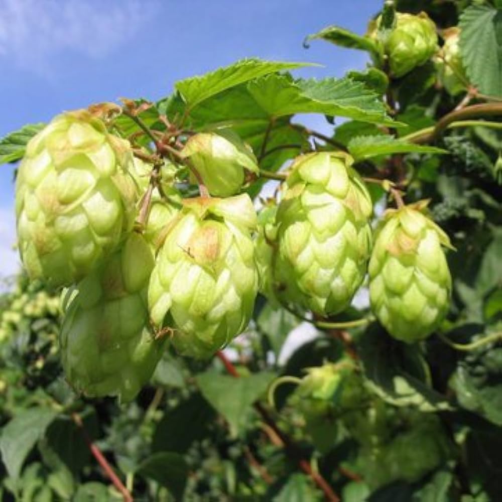 Khaki Green Humulus Lupulus Flower seeds for Planting Fragrant Blossoms Heirloom & GMO Free Seeds for Home Garden 
 
 Sale