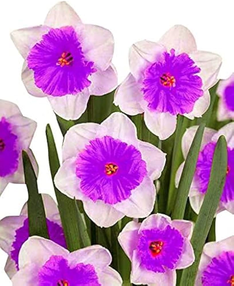 White Violet Daffodil Seeds for Planting in Your Garden Heirloom Non-GMO Seeds