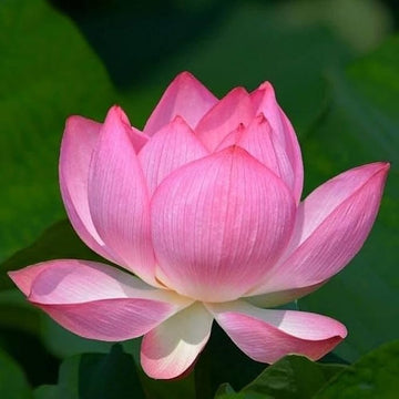 Tulip Light Pink Flower seeds for Planting - Garden Favorite, Heirloom & GMO Free Seeds for Home Garden