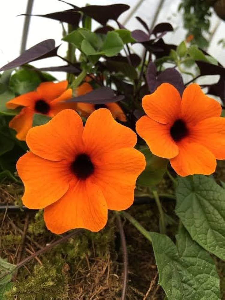 Orange Thunbergia Flower seeds for Planting - Hardy Variety, Heirloom & GMO Free Seeds for Home Garden