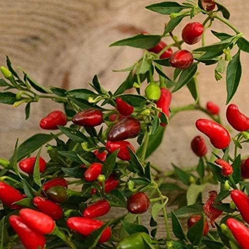 Pepper Capsicum spp. Seeds for Planting in Vegetable Patch & Garden