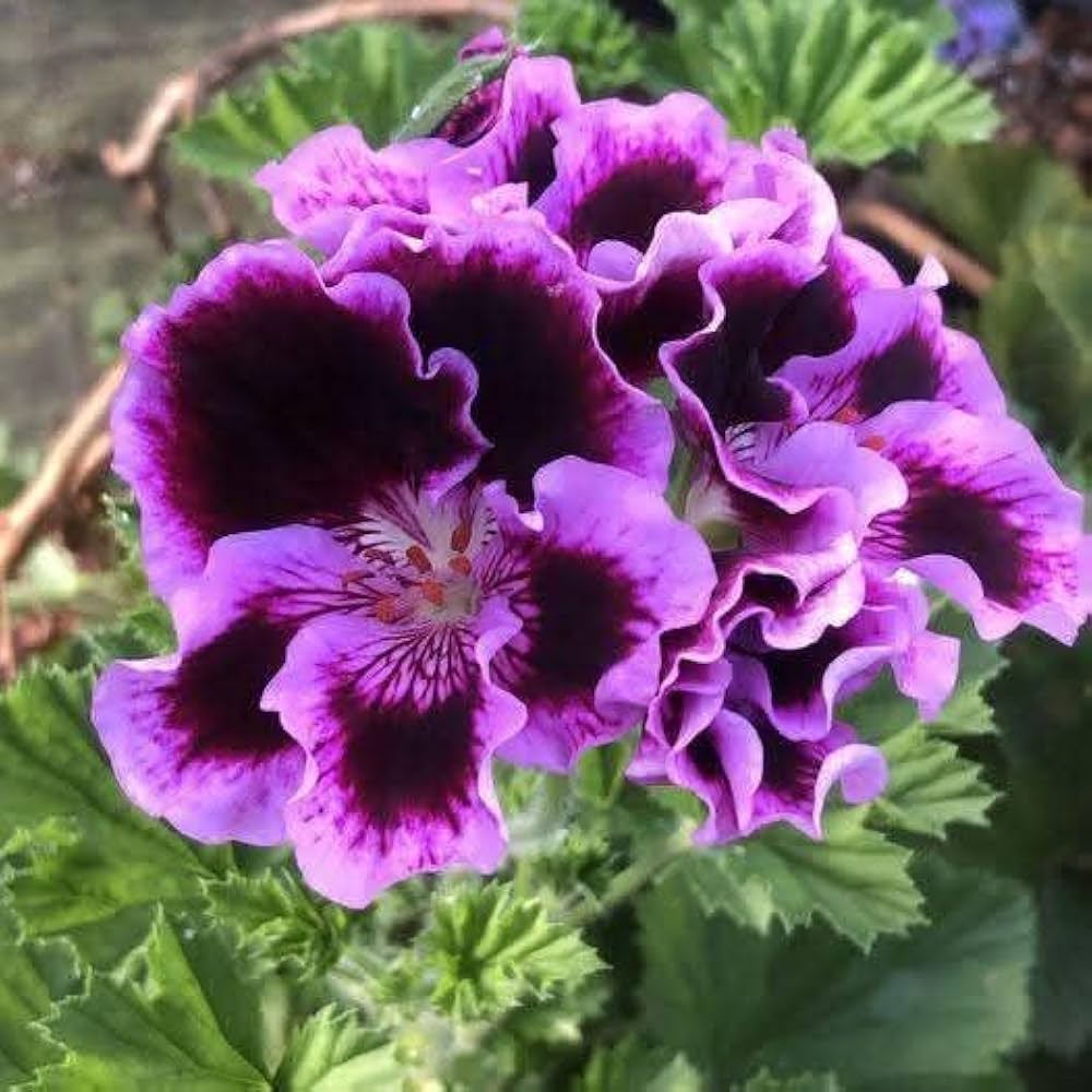 White Purple Pelargonium Flower Seeds for Planting Easy to Grow Heirloom & GMO Free Seeds for Home Garden
 
 Sale