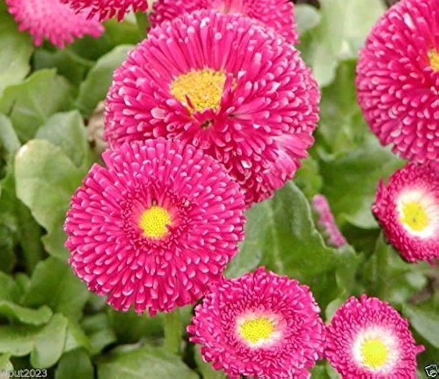 Bellis Rose Daisy Seeds – Add Charm to Garden