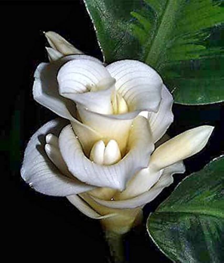 Purple Calathea Warscewiczii Flower Seeds for PlantingHeirloom & NonGMO Seeds Vibrant Colors 
 
 Sale