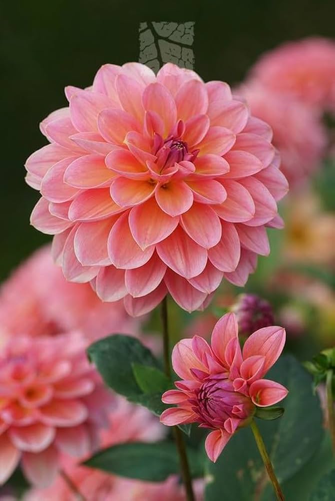 Dahlia Zheltaya Lenta Dahlia Pinnata Seeds for Planting - Stunning Blooms for Flower Bed & Urban Garden