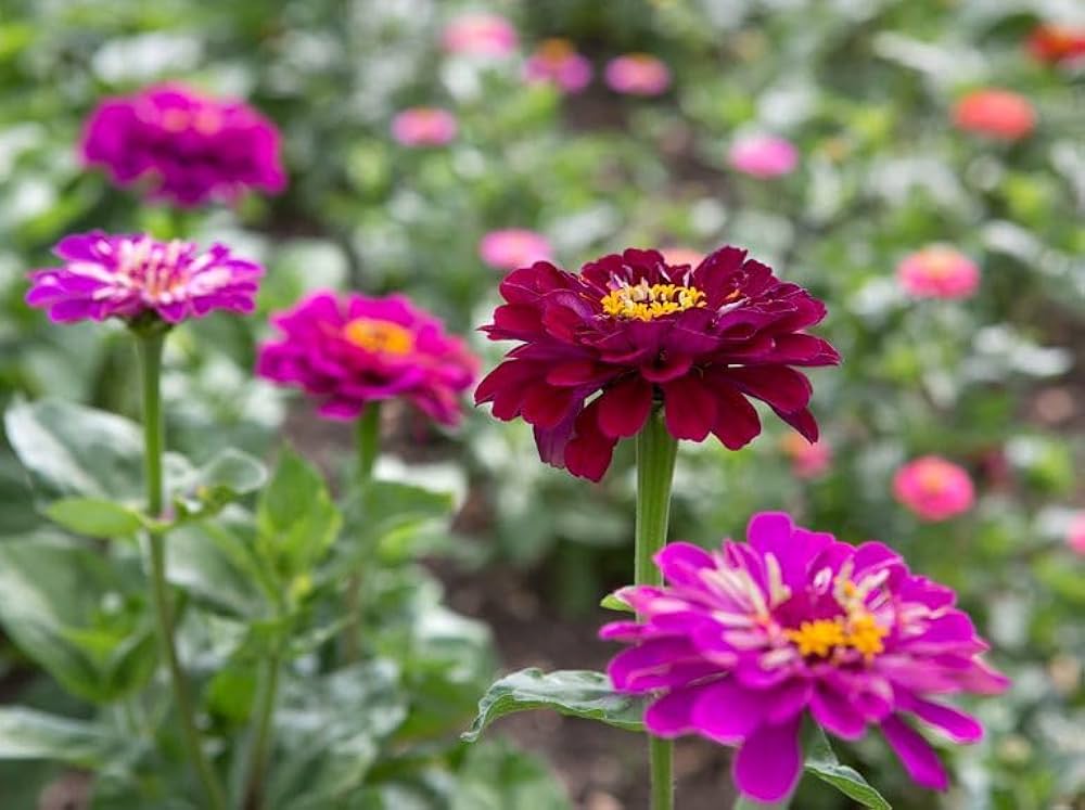 Zinnia Zinnia elegans Seeds for Planting in Flower Bed