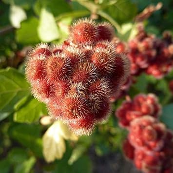 Red Rhus Aromatica Flower seeds for Planting - Cottage Garden Essential, Heirloom & GMO Free Seeds for Home Garden
 
 Sale seeds for home garden