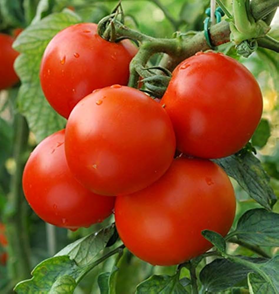 Matina Tomato Seeds Solanum lycopersicum for Planting in Vegetable Patch and Balcony Garden