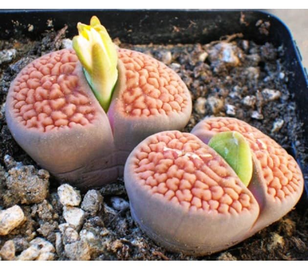 Lithops Seeds – Tetragonia Blue Stone Succulent Flower Seeds