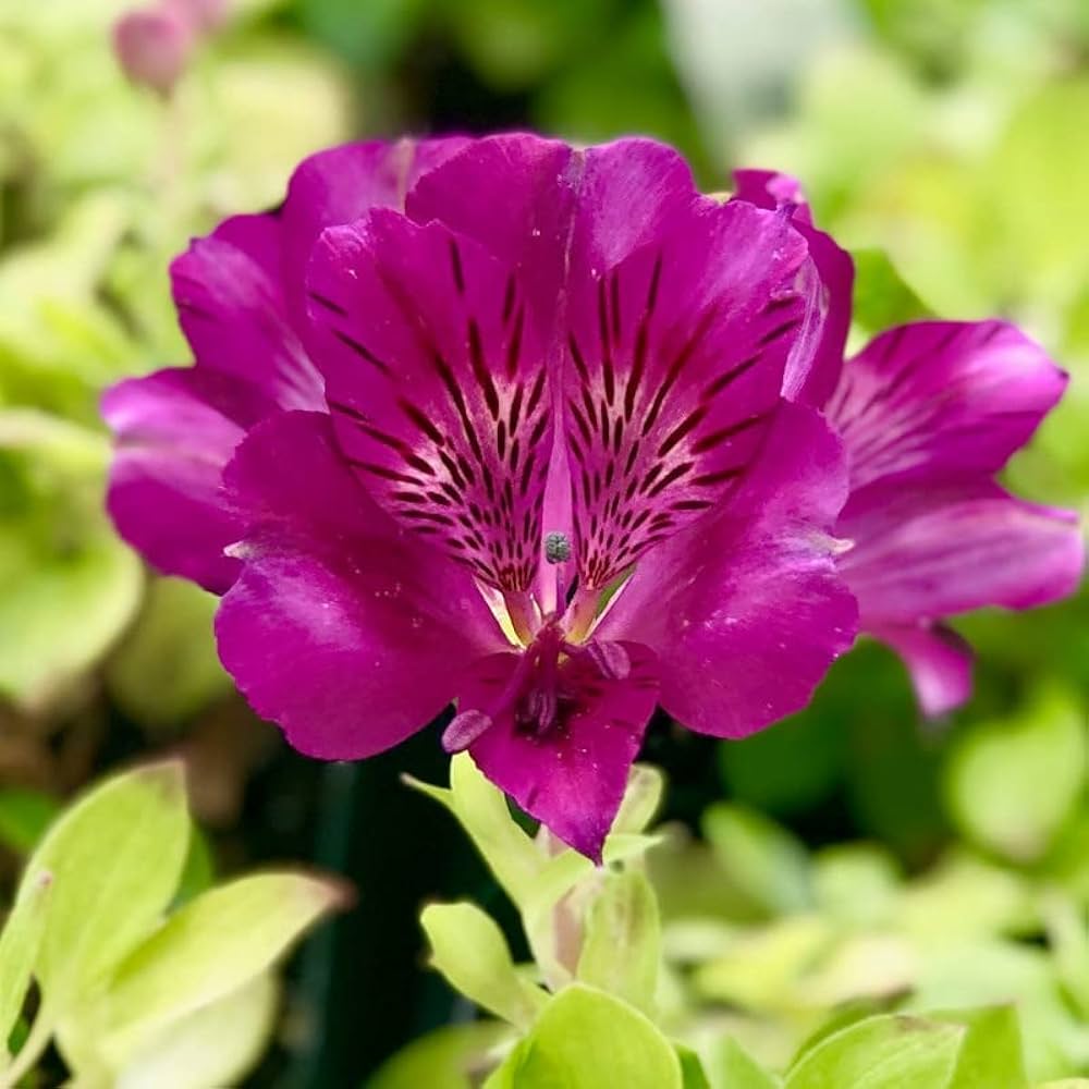 Peruvian Lily Alstroemeria spp. Flower Seeds for Planting in Flower Bed