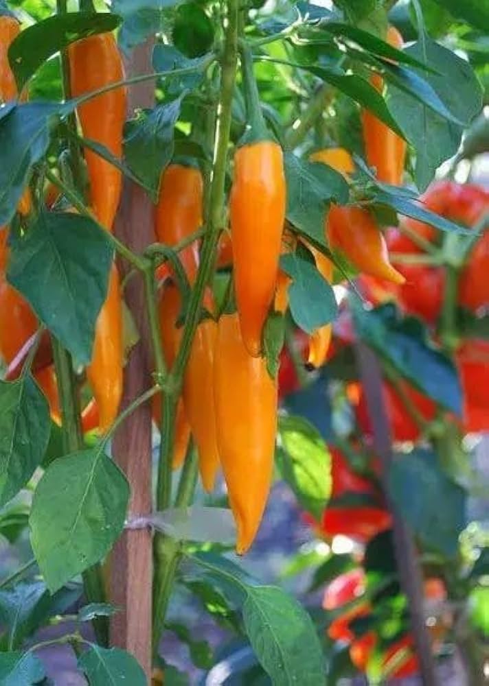 Aji Mango Chile Pepper Seeds for Planting