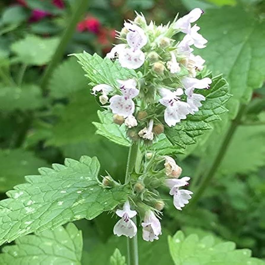 Rare Plan Cat Mint Orthoing Seeds
